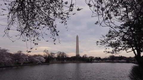 Cherry blossom trees bloom in Washington, DC Stock Footage 126737732