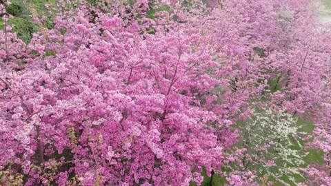 Cherry Blossom Trees Blooming in a Lush Spring Park Garden Stock Footage 342244023