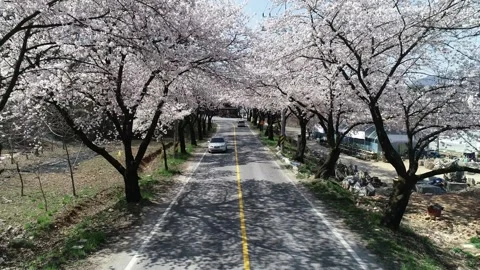 Cherry blossom trees blooming on the mountain, drone shot 스톡 동영상 303127964
