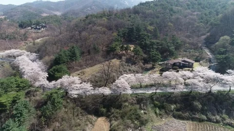 Cherry blossom trees blooming on the mountain, drone shot 스톡 동영상 303128035
