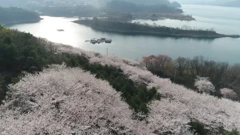 Cherry blossom trees blooming on the mountain with river, drone shot Video stock 303134553