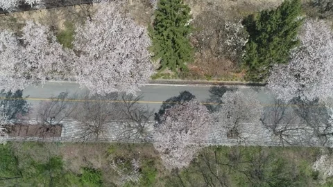 Cherry blossom trees blooming on the road, drone top view Видео 303130862