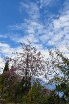 Cherry blossom trees with blue cloudy sky Stock-Fotos