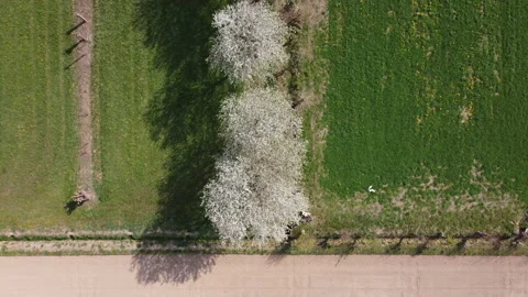 Cherry blossom trees descending 스톡 동영상 151672976