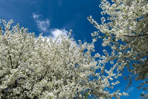 Cherry blossom trees display many white flowers against the blue sky in a p.. Fotos Stock
