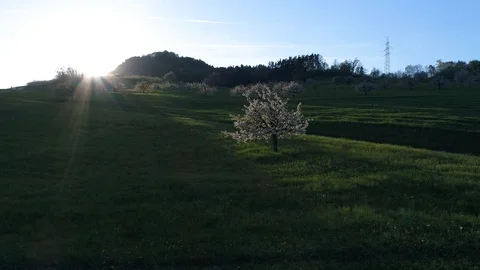 Cherry Blossom tree's during sunset aerial smooth shot Stock Footage 90372391