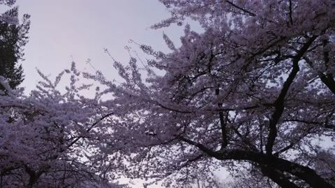 Cherry blossom trees on an empty street at UBC at dusk. 4K 24FPS. Stock Footage 152231951