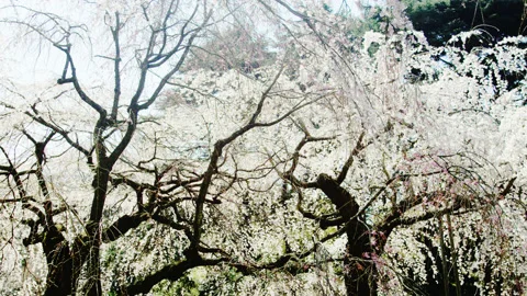 Cherry Blossom Trees Video stock 151615523