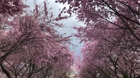 Cherry Blossom Trees Stock Footage 154514744