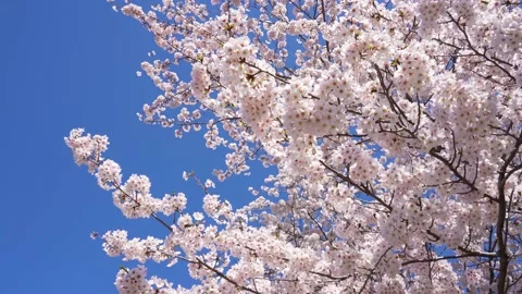 Cherry blossom trees Stock Footage 222707396