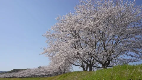Cherry blossom trees Stock Footage 229921862
