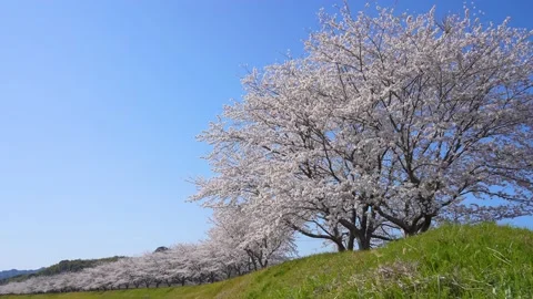 Cherry blossom trees 스톡 동영상 230125447