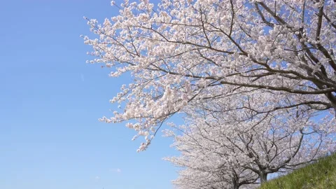 Cherry blossom trees Stock Footage 230126560