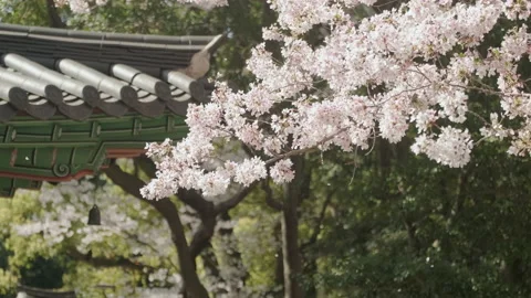 Cherry blossom trees in full bloom and the roofs of traditional Korean houses. Stock Footage 159477922