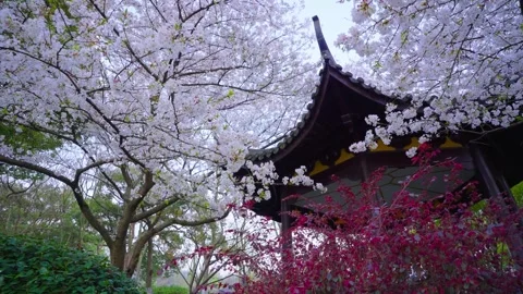 Cherry blossom trees in full bloom and a Chinese-style pavilion Stock Footage 312889271