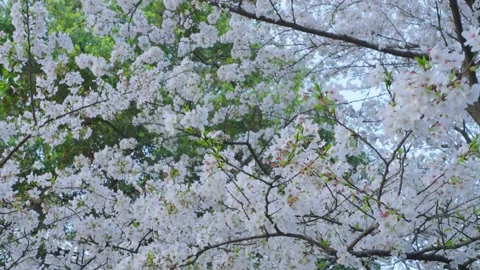 Cherry blossom trees in full bloom early in the spring morning Stock Footage 312889394