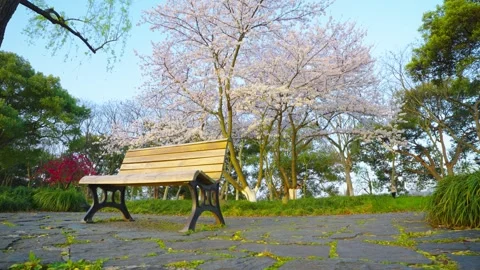 Cherry blossom trees in full bloom and park benches Stock Footage 312929730