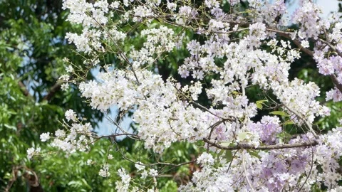 Cherry blossom trees in full bloom outdoor garden nature springtime close-up Stock Footage 335976497