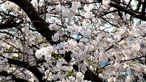Cherry blossom trees in full bloom Stock Footage 336034926