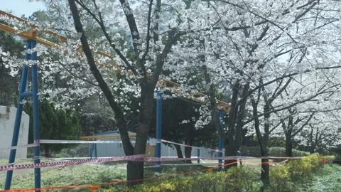 Cherry Blossom Trees In Full Bloom Along Steel Fence - Japan Stock Footage 345171089