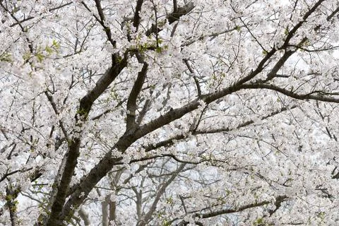 Cherry Blossom Trees in Full Bloom Covering Park Branches on a Serene Spring Foto stock