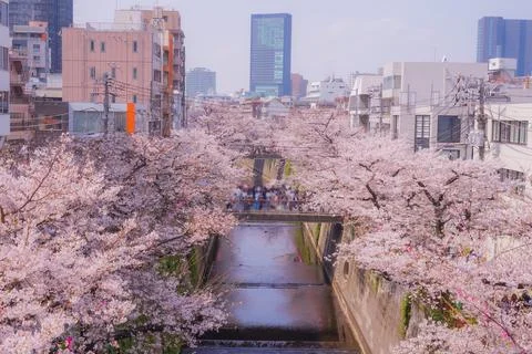 Cherry blossom trees in full bloom envelop the streets of Nakameguro. Stock Photos