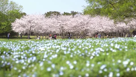 Cherry blossom trees lined with snow flurries and nemophila fields with blue flo Video stock 238372569