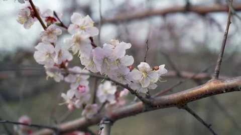 Cherry Blossom trees, Nature and Spring time background Stock Footage 75463513