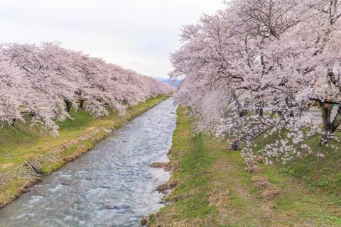 Cherry blossom trees or sakura  along the bank of Funakawa River in the town  Stock Photos