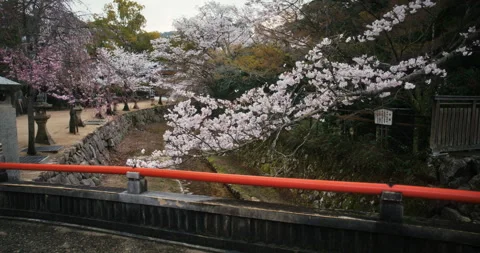 Cherry Blossom Trees Over Red Bridge Rail Japanese Shrine Garden Stock Footage 344701849