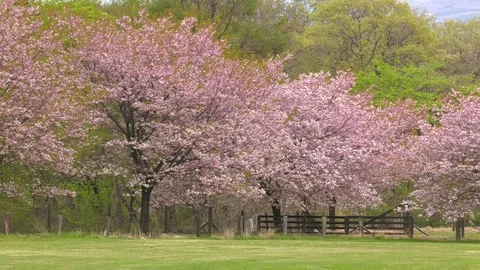Cherry Blossom trees pan Video stock 82348200