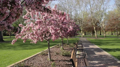 Cherry Blossom Trees in the Park Stock Footage 39042946