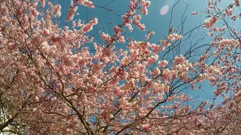 Cherry blossom trees in park Stock Footage 75522991