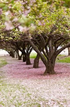 Cherry Blossom Trees Stock-Fotos