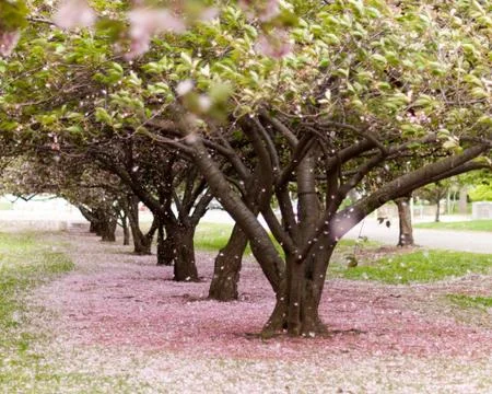 Cherry Blossom Trees Stock Photos