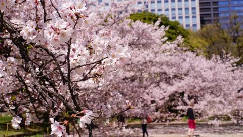 Cherry Blossom trees. Stock Photos