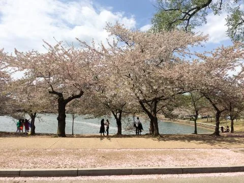 Cherry blossom trees Stock Photos
