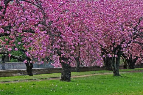 Cherry Blossom Trees Stock Photos