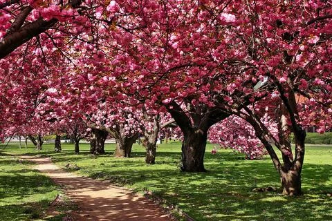 Cherry Blossom Trees Foto stock
