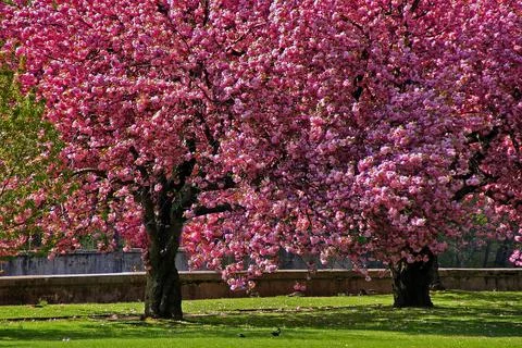 Cherry Blossom Trees Stock Photos