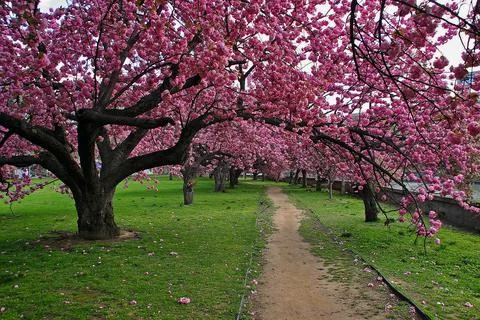 Cherry Blossom Trees Stock Photos