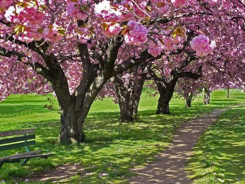 Cherry Blossom Trees Stock Photos