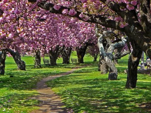 Cherry Blossom Trees Stock Photos