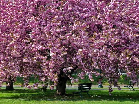 Cherry Blossom Trees Stock Photos