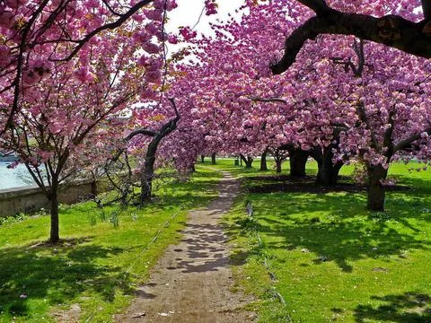 Cherry Blossom Trees Stock Photos