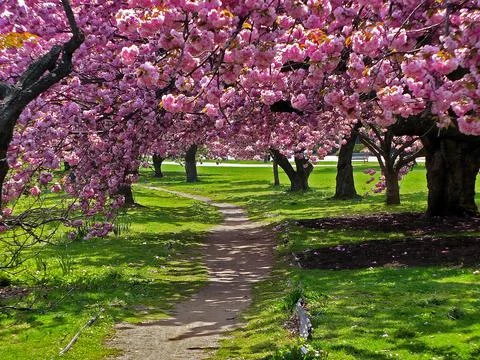 Cherry Blossom Trees Stock Photos