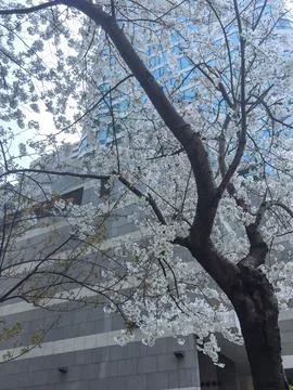 Cherry Blossom Trees Stock Photos