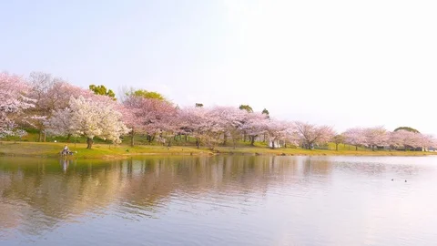 Cherry blossom trees reflected on the lake, in full bloom, wide angle Video stock 96407401