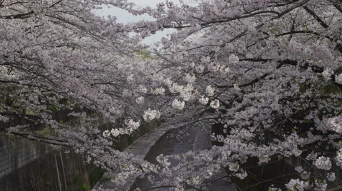 Cherry Blossom Trees by a River - Move Right Video stock 62445871
