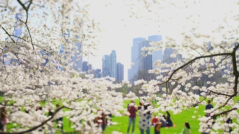Cherry blossom trees in Sheep Meadow Central Park Stock Footage 126475871